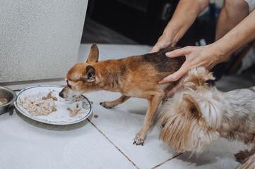 An old pathetic little blind sick thin purebred brown dog toy terrier, chihuahua with no appetite does not want to eat food from a bowl in the kitchen. Photo of an animal indoors. - obrazy, fototapety, plakaty