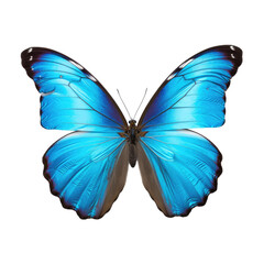 Obraz premium Blue Butterfly Closeup, Isolated