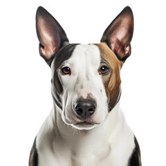Bull Terrier Dog Portrait, Isolated