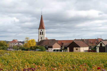 Alsace Grand Cru vineyard in autumn at Ammerschwihr