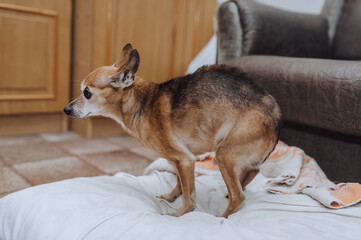 An old dying pathetic little blind sick thin purebred brown dog toy terrier, chihuahua stands bent,...