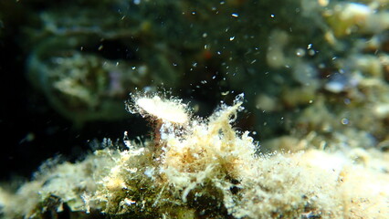 Green algae Acetabularia acetabulum close-up undersea, Aegean Sea, Greece, Halkidiki - obrazy, fototapety, plakaty