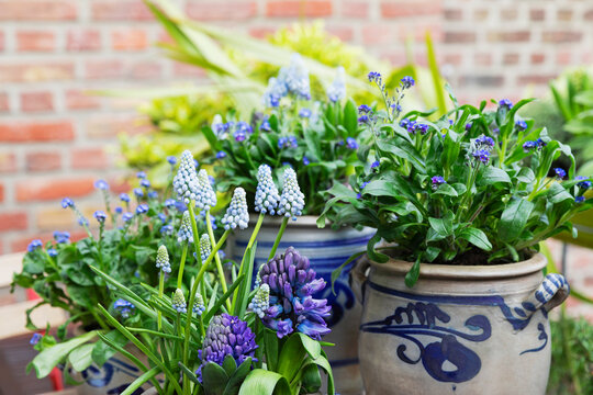 Grape and forget-me-not hyacinths blooming in balcony garden