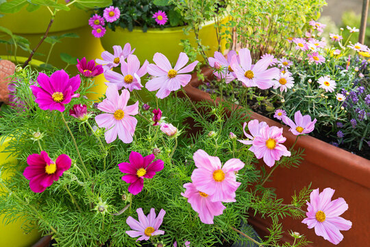 Pink potted flowers blooming in summer