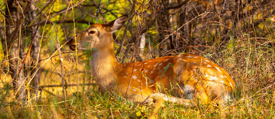 Beautiful sika deer in the autumn forest against the background of colorful foliage of trees. The deer looks to the sides and chews the grass. Fabulous forest autumn landscape with wild animals.
