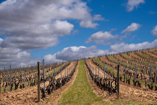 Landscape with vineyards in spring in the designation of origin area of Ribera del Duero wines in Spain