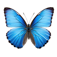 Blue Morpho Butterfly Spread Wings, Isolated