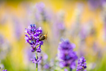 Spring lavender flowers under sunlight. Bees pollinate flowers and collect pollen. Lavender honey. Beautiful landscape of nature with a panoramic view. Hi spring. long banner