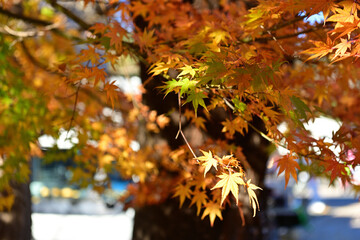 Autumn is my favourite season because of the beautiful red and yellow foliage