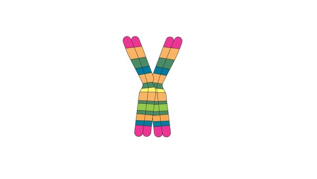 2D animation of X Chromosome, pair of homologous chromosomes for cell division with white background. Karyotype.
