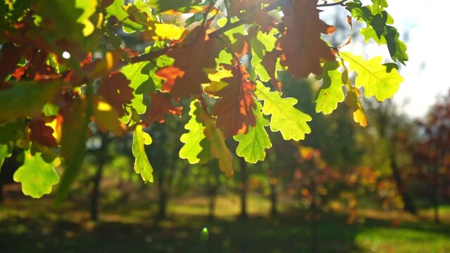 Windy autumn oak leaves on sunny park background. Close up