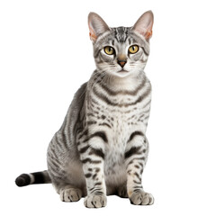 Fototapeta premium Egyptian Mau Cat Breed, Isolated Purebred Pet Portrait