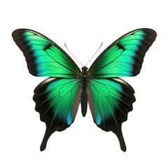 Green Swallotail Butterfly with Spread Wings, Isolated