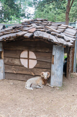  Ram with horns lying near his house in the zoo. Frontal portrait