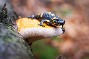 Spotted adult fire salamander on tree mushroom in autumn forest. Wildlife photography