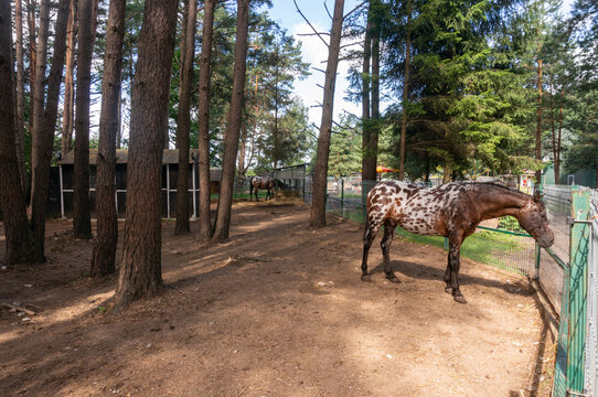 Two spotted horses in the pasture.