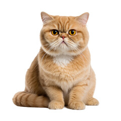 Exotic Shorthair Cat Portrait