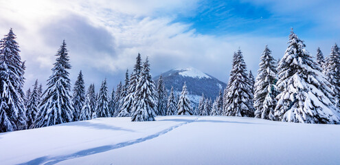 A mountainous winter setting featuring snow-draped pine trees and a footpath imprinted in the snow. Winter mountains landscape panorama