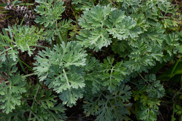 Artemisia absinthium is a perennial plant of the aster family. Medicinal, food, phytoncide, essential oil, dye, tannin-bearing and insecticidal culture. One of the most bitter plants in the world