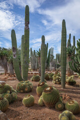 Mallorca, Spain - Nov 1, 2023: Cacti and exotic plant species at the Botanicactus Botanical Gardens