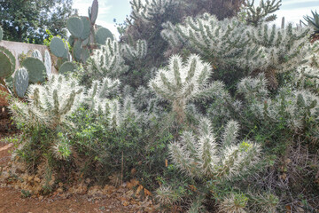 Mallorca, Spain - Nov 1, 2023: Cacti and exotic plant species at the Botanicactus Botanical Gardens