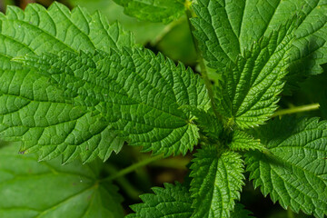 Urtica dioica or stinging nettle, in the garden. Stinging nettle, a medicinal plant that is used as...