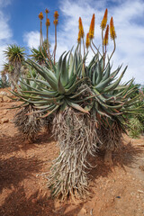 Mallorca, Spain - Nov 1, 2023: Cacti and exotic plant species at the Botanicactus Botanical Gardens
