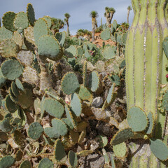 Mallorca, Spain - Nov 1, 2023: Cacti and exotic plant species at the Botanicactus Botanical Gardens