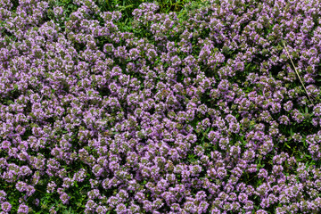 Obraz premium Blossoming fragrant Thymus serpyllum, Breckland wild thyme, creeping thyme, or elfin thyme close-up, macro photo. Beautiful food and medicinal plant in the field in the sunny day
