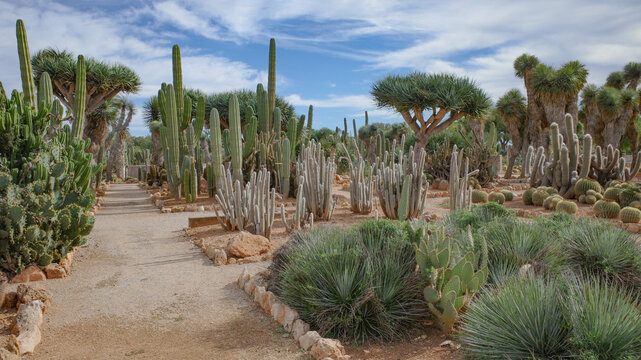 Mallorca, Spain - Nov 1, 2023: Cacti and exotic plant species at the Botanicactus Botanical Gardens
