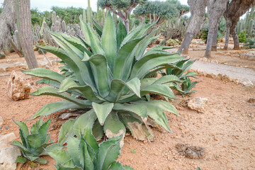 Mallorca, Spain - Nov 1, 2023: Cacti and exotic plant species at the Botanicactus Botanical Gardens