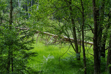 Naturschutzgebiet Wiesbüttmoor zwischen den Ortschaften Wiesen und Flörsbach im Naturpark Spessart, Hessen, Bayern, Deutschland