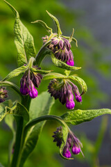 In the meadow, among wild herbs the comfrey Symphytum officinale is blooming