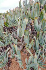 Mallorca, Spain - Nov 1, 2023: Cacti and exotic plant species at the Botanicactus Botanical Gardens