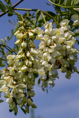 Abundant flowering acacia branch of Robinia pseudoacacia, false acacia, black locust close-up. Source of nectar for tender but fragrant honey. Locust tree blossom - Robinia pseudoacacia