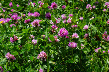 Trifolium pratense, red clover. Collect valuable flowers fn the meadow in the summer. Medicinal and honey-bearing plant, fodder and in folk medicine medically sculpted wild herbs