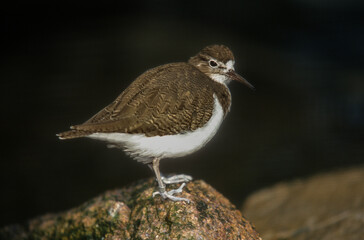 Chevalier guignette,.Actitis hypoleucos , Common Sandpiper