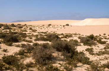 Fototapeta na wymiar Dunes, Réserve Naturelle des Dunes de Corraléjo , Ile Fuerté Ventura, Iles Canaries, Espagne