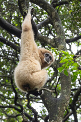 Ein Weißhandgibbon hängt mit einem Arm an einem Ast und uriniert
