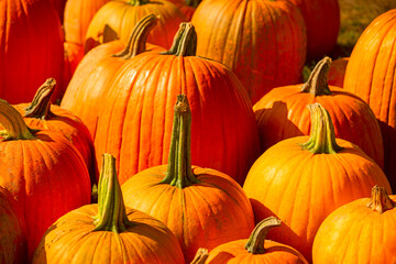 There are many red, large tekvas in the garden. Autumn harvest. Close-up.
