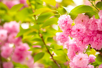 Sakura. Cherry blossom, branches with flowers sway in the wind. Pink flowers of the sakura tree. Spring landscape with flowering trees. Beautiful nature on a sunny day.