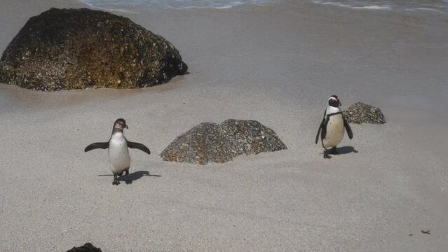 A pair of wild black footed penguins come out on the sandy shore and shake off the water after swimming in the sea and catching sardines. South coast of Africa on Boulders Beach