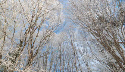 Fototapeta premium 美しい霧氷の森