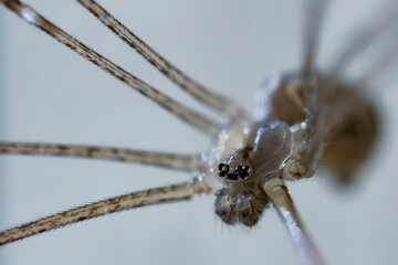 Macro photography of small spider with big jaws. Scary arachnid attached to its spider web....