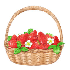 Basket with strawberry fruits, flowers and leaves painted with digital watercolor