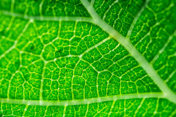 Texture of big green leaf. Veins carrying chlorophyll. Life, green and clean energy. Respect for...
