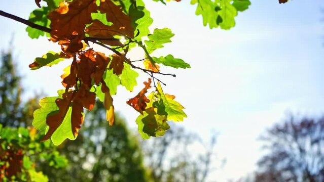 Windy autumn oak leaves branch on sunny sky background. Close up