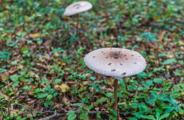 Macrolepiota clelandii (umbrella mushroom) growing in the forest