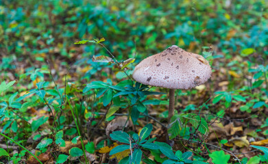 Macrolepiota clelandii (umbrella mushroom) growing in the forest
