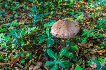 Macrolepiota clelandii (umbrella mushroom) growing in the forest